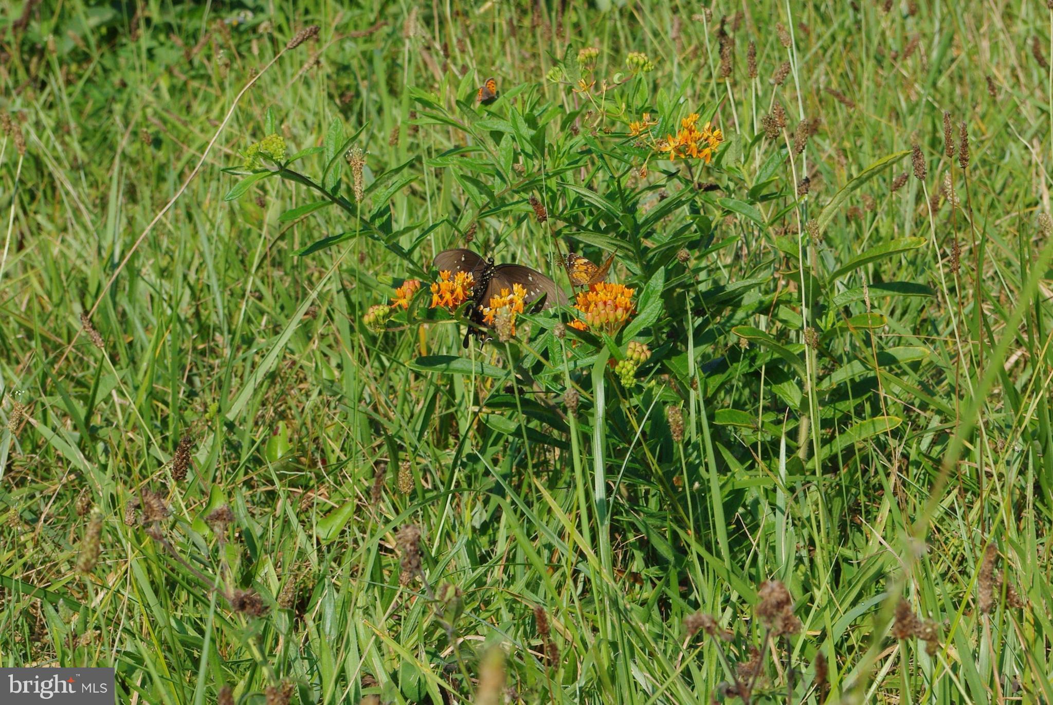 Sharp Rock Road Sperryville, VA 22740 - Photo 7 of 13 Wildflowers in the Meadow