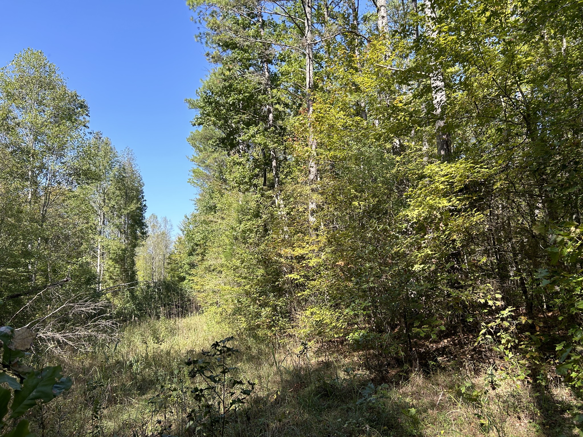 0 Camp Road Hohenwald, TN 38462 - Photo 3 of 3