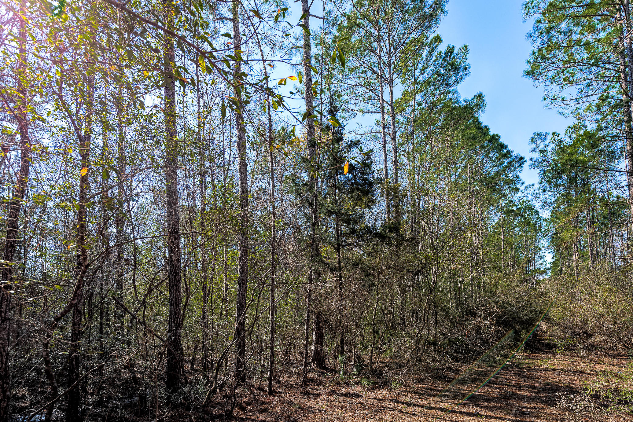 0 Nicole Road, Unit LOT 18 Freeport, FL 32439 - Photo 5 of 7 Nicole Rd