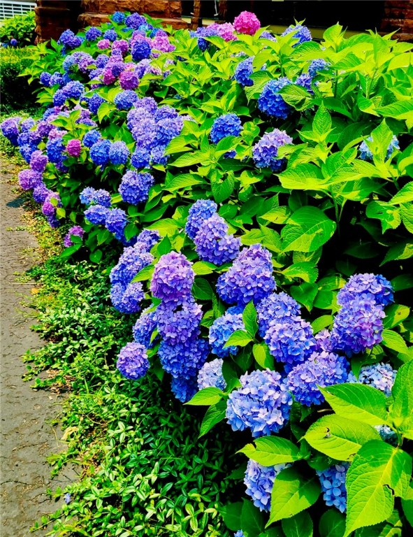 11 Walnut Street Oneonta, NY 13820 - Photo 49 of 50