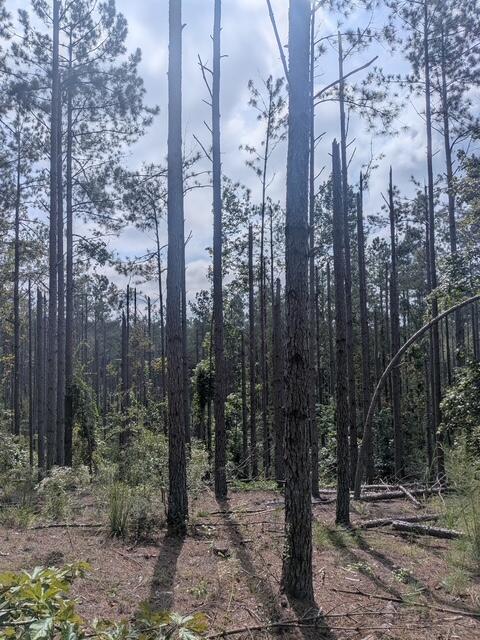 331 Co Road Corinth, MS 38834 - Photo 6 of 10 Gallery Image 6