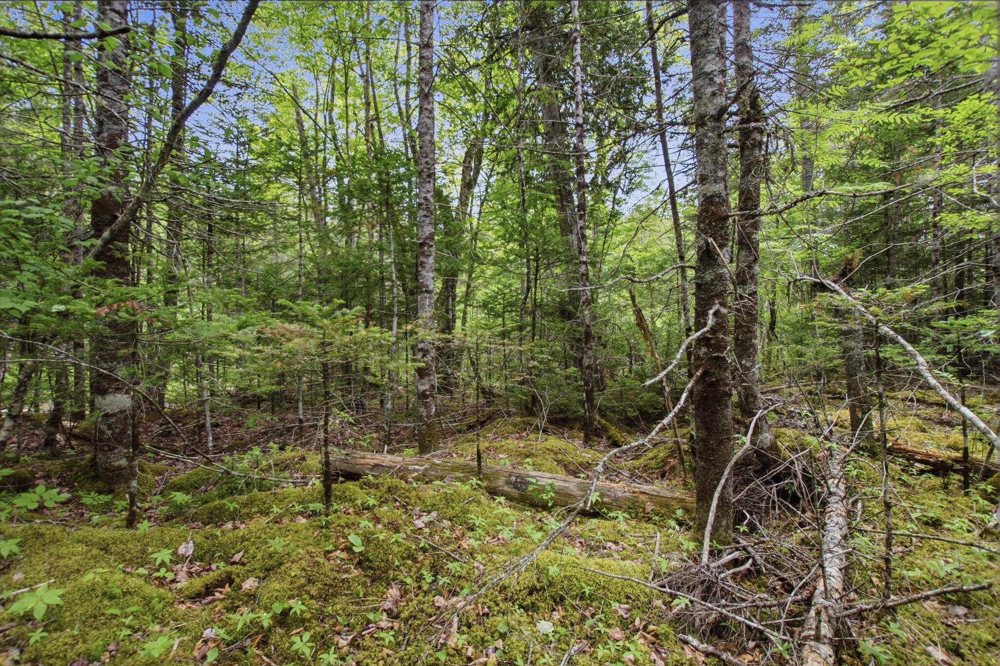 0 Kennebec Road Machiasport, ME 04655 - Photo 2 of 10 00KennebecRoad_001