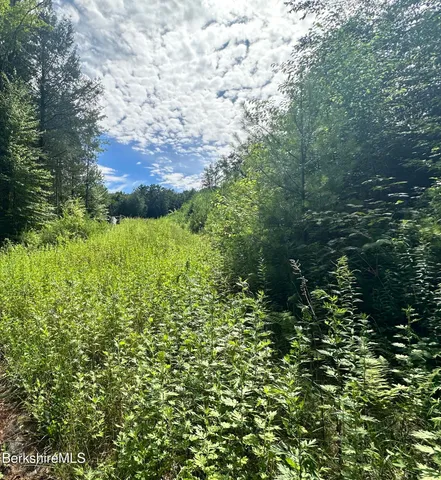a view of a lush green forest