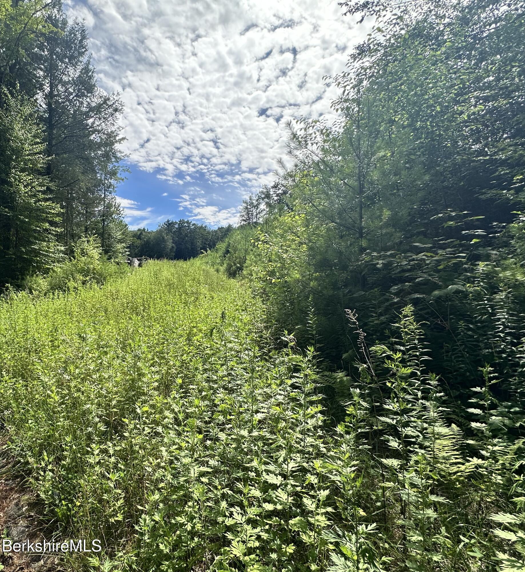 1282 Burt Hill Road Tolland, MA 01034 - Photo 2 of 9 a view of a lush green forest