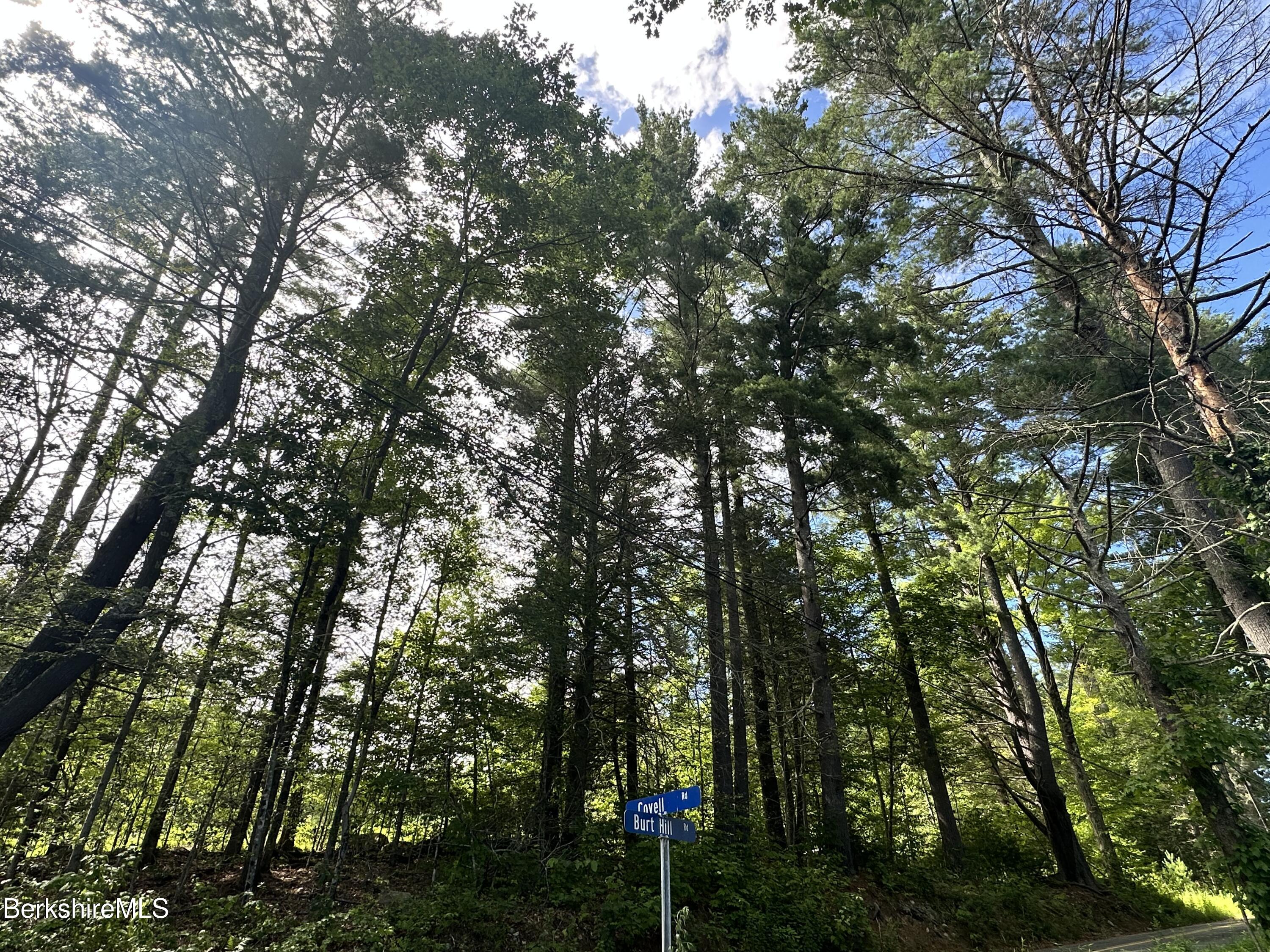 1282 Burt Hill Road Tolland, MA 01034 - Photo 5 of 9 a view of forest