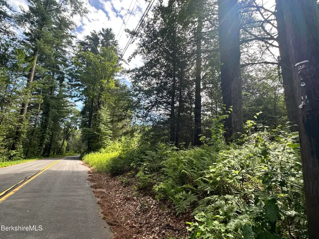 a view of a garden with plants and large trees