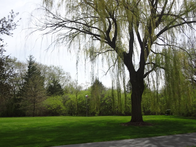 5N565 Billy Burns Road Wayne, IL 60184 - Photo 20 of 25 a view of garden with trees