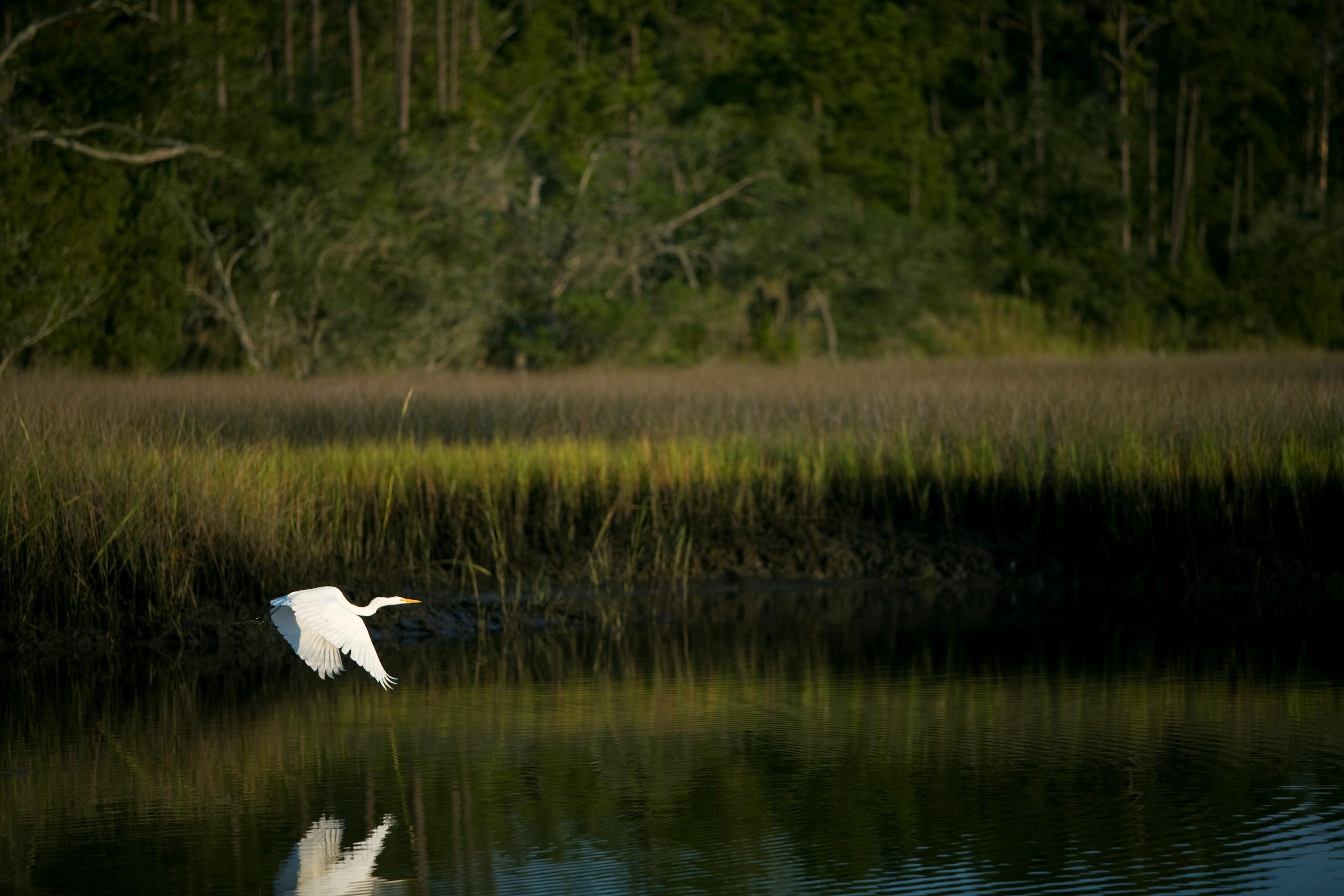 4251 Duck Club Road Hollywood, SC 29470 - Photo 7 of 59 Bird 3