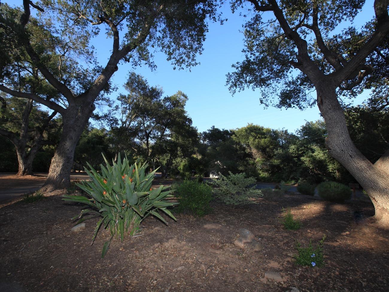 465 Del Norte Road Ojai, CA 93023 - Photo 4 of 48 Front Yard featuring Mature Oak Trees and Healthy Foliage