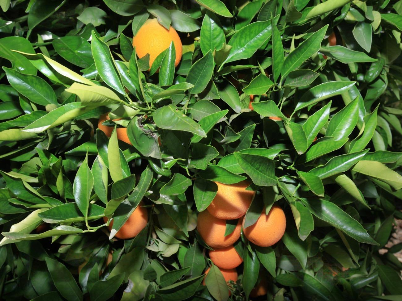 465 Del Norte Road Ojai, CA 93023 - Photo 42 of 48 Fresh Citrus