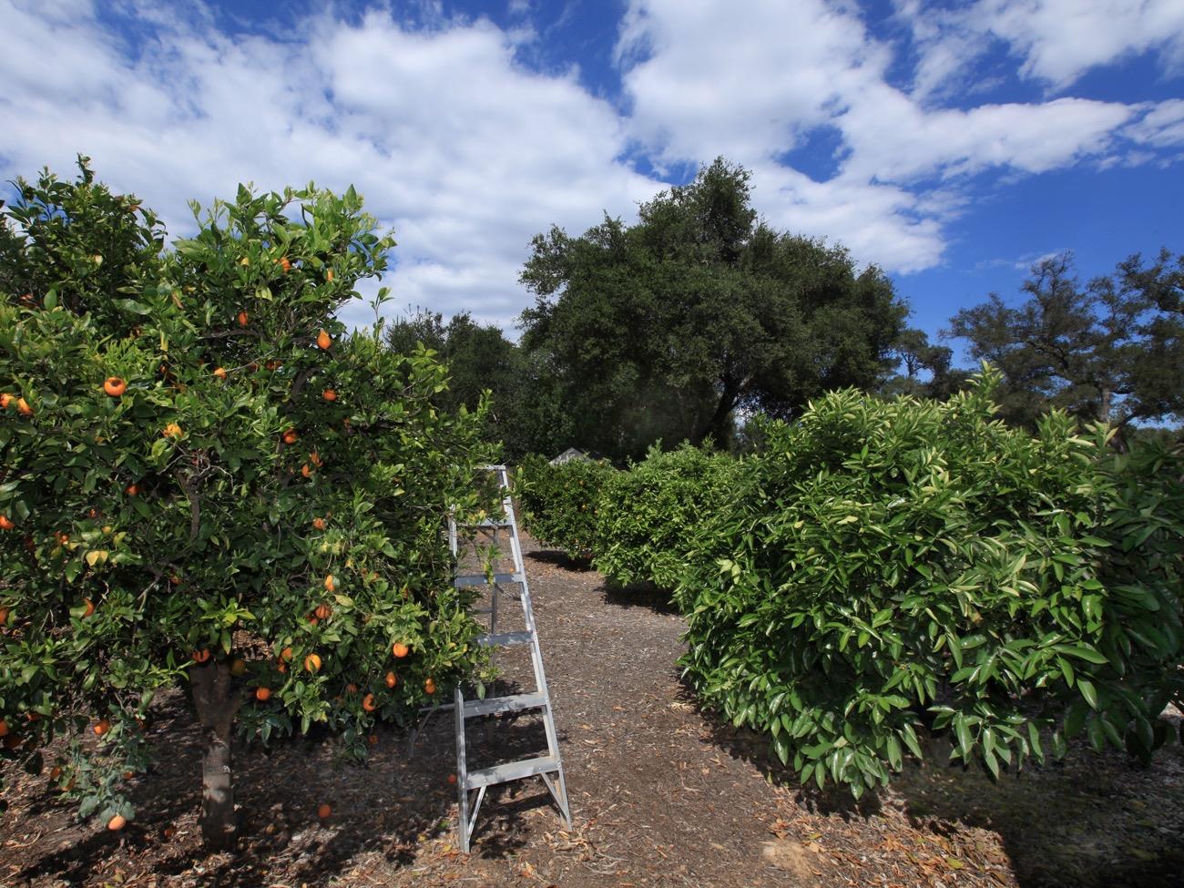 465 Del Norte Road Ojai, CA 93023 - Photo 44 of 48 Citrus Orchard with Mature and Productive Fruit Trees