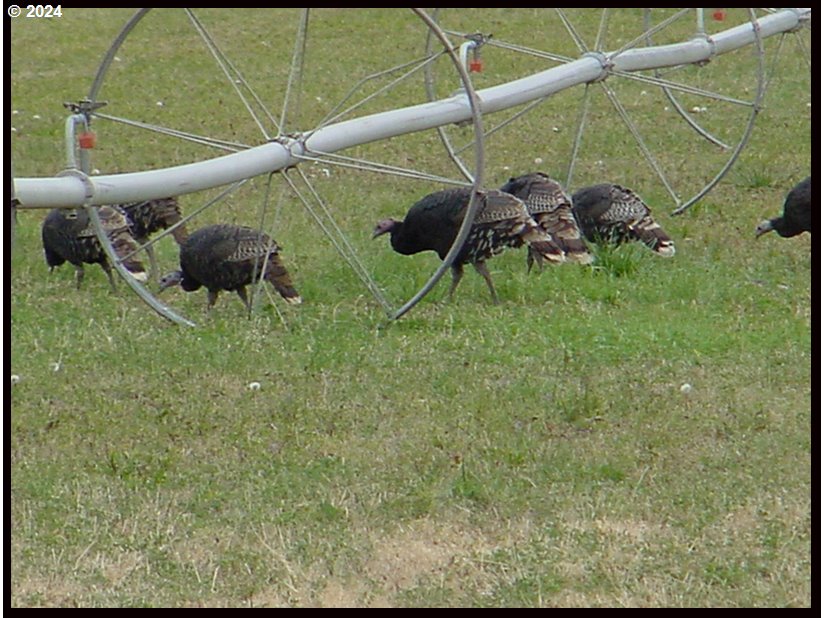 50889 Highway 26 Mount Vernon, OR 97865 - Photo 19 of 19