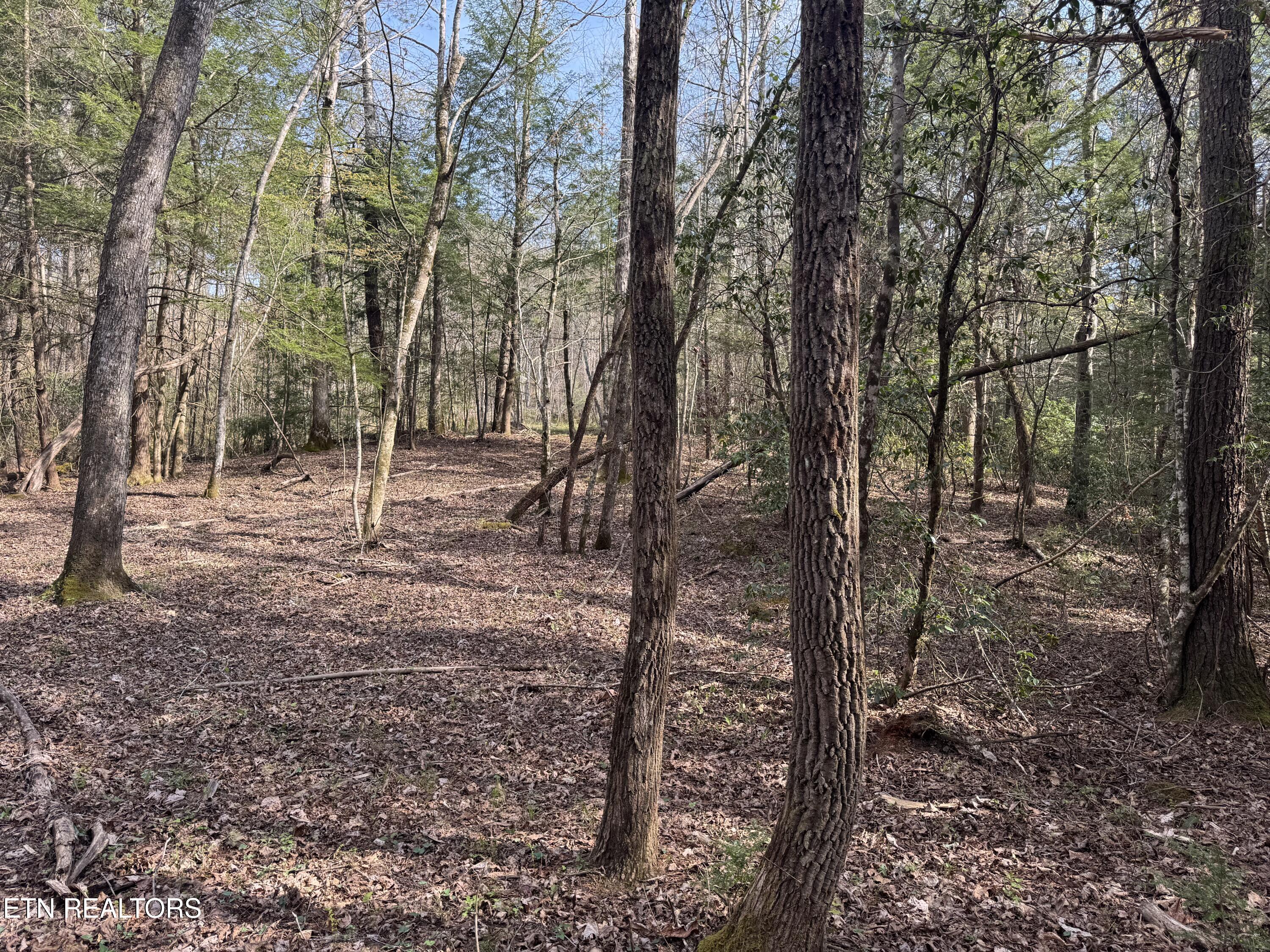 0 Burrville Road Sunbright, TN 37872 - Photo 18 of 28 IMG_3243
