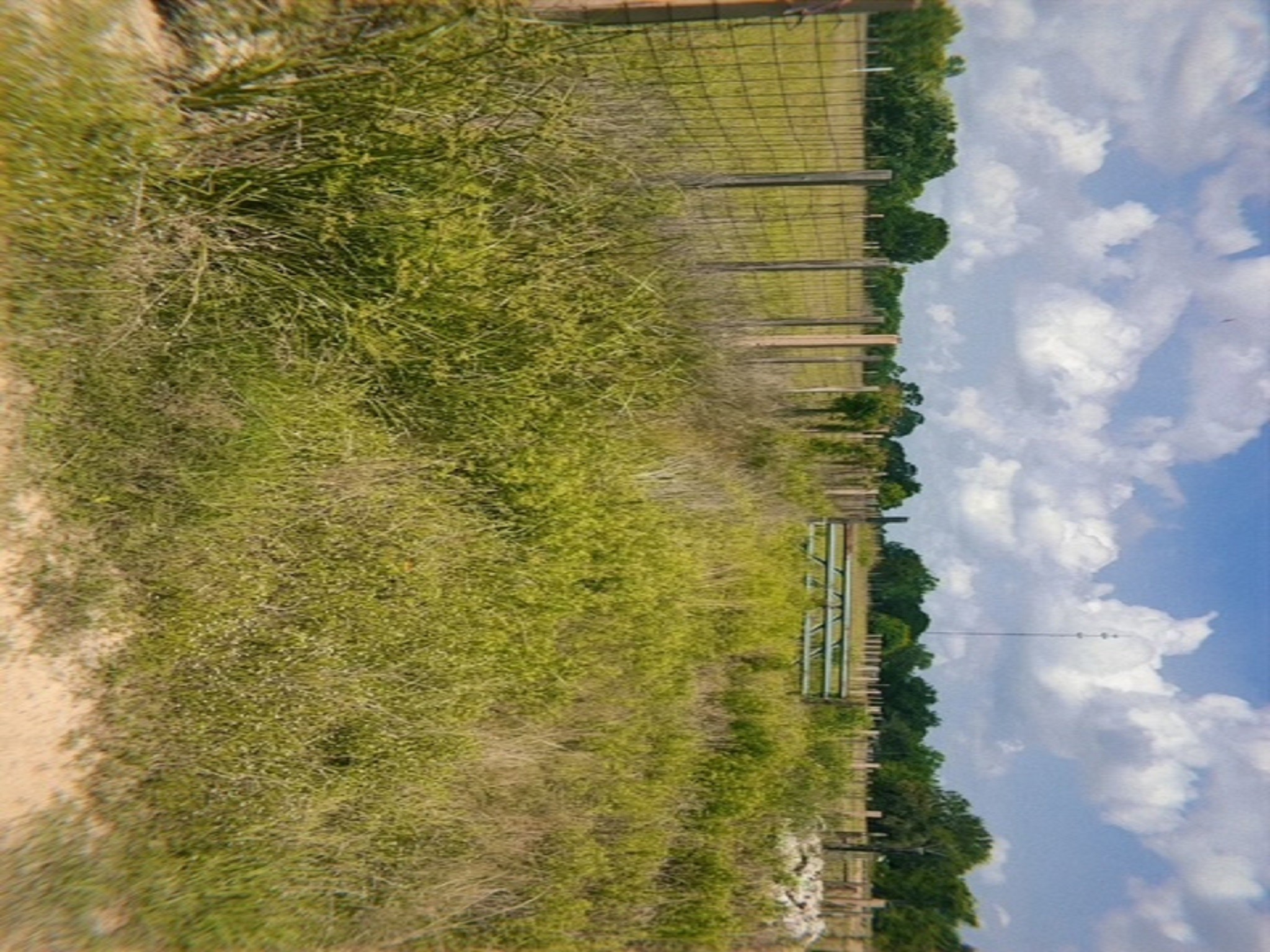 0 North 5th Street Hempstead, TX 77445 - Photo 7 of 21