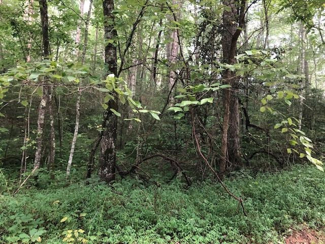 0 Springwood Lake Road Robbinsville, NC 28771 - Photo 3 of 6