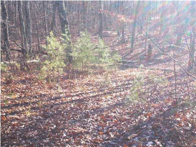 0 West Bluff Road, Unit 82 Pikeville, TN 37367 - Photo 7 of 16 Additional Photo