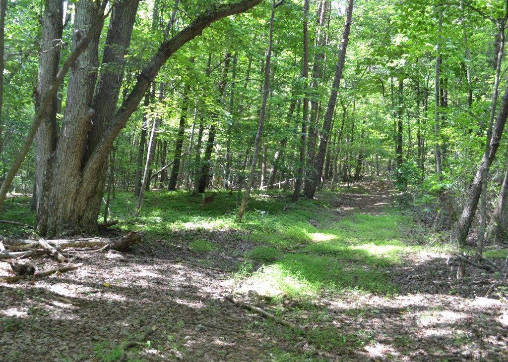 1812 Diamond Hill Road Moneta, VA 24121 - Photo 72 of 88 DSC_0274