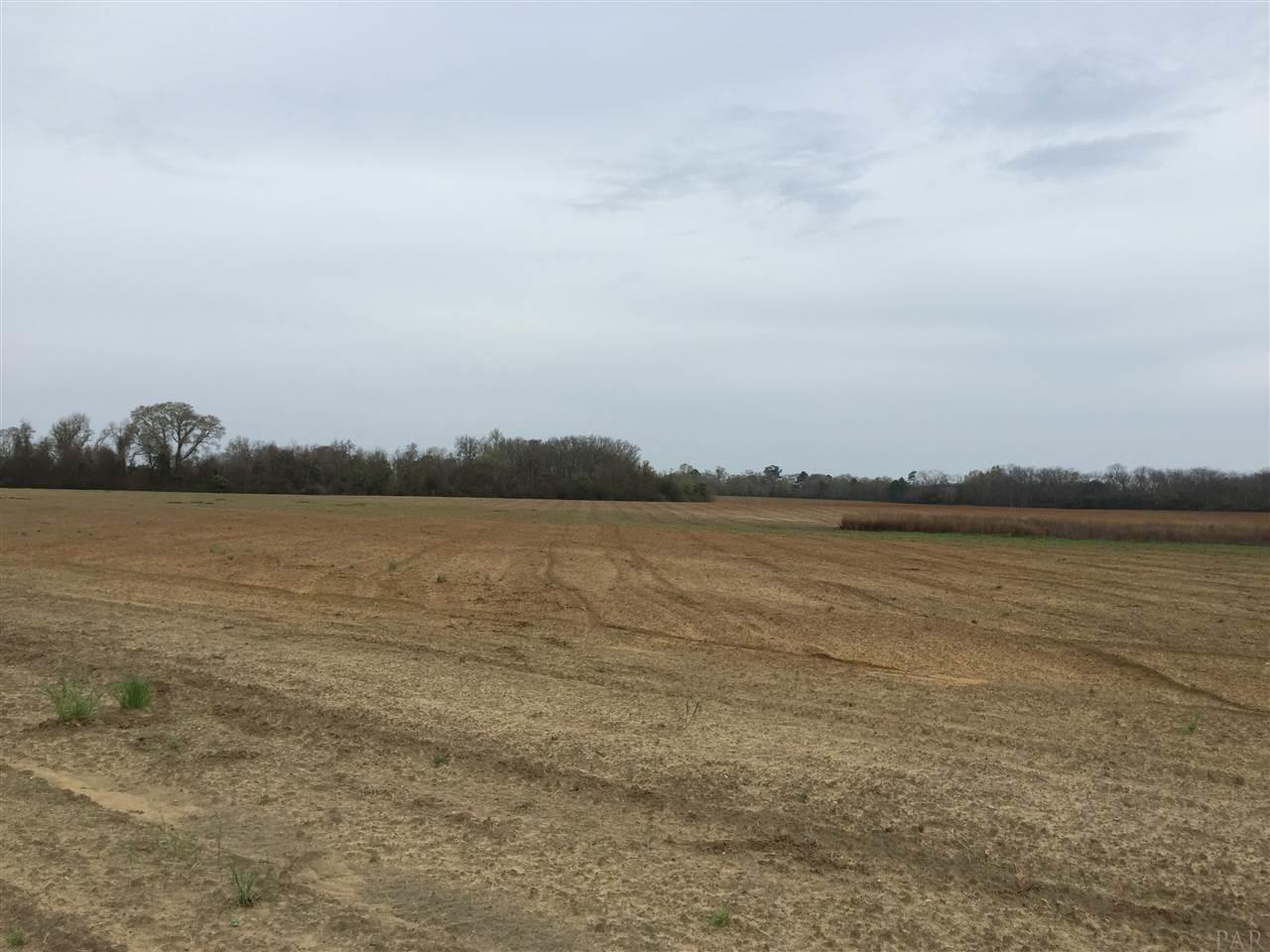 29 County Road Bluffton, GA 39824 - Photo 5 of 18