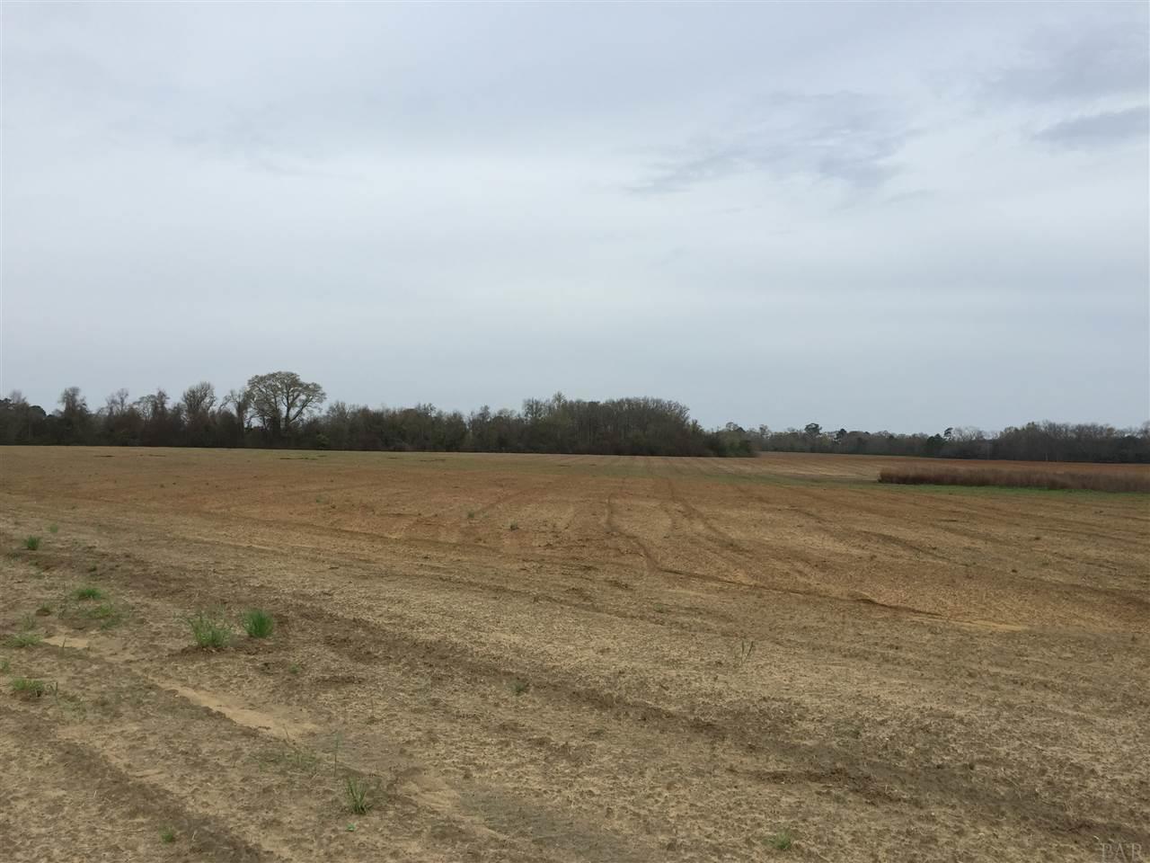 29 County Road Bluffton, GA 39824 - Photo 6 of 18