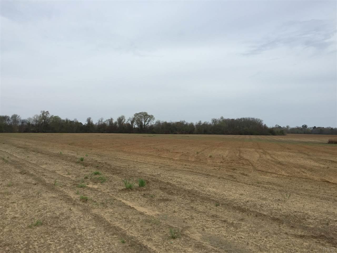 29 County Road Bluffton, GA 39824 - Photo 7 of 18