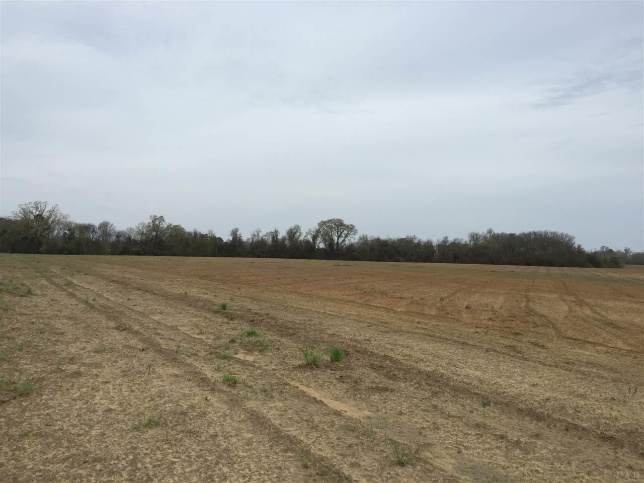 29 County Road Bluffton, GA 39824 - Photo 8 of 18