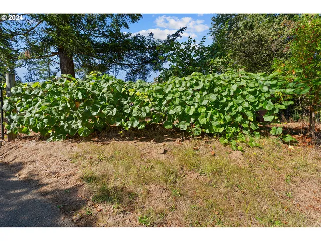 a view of outdoor space yard and patio