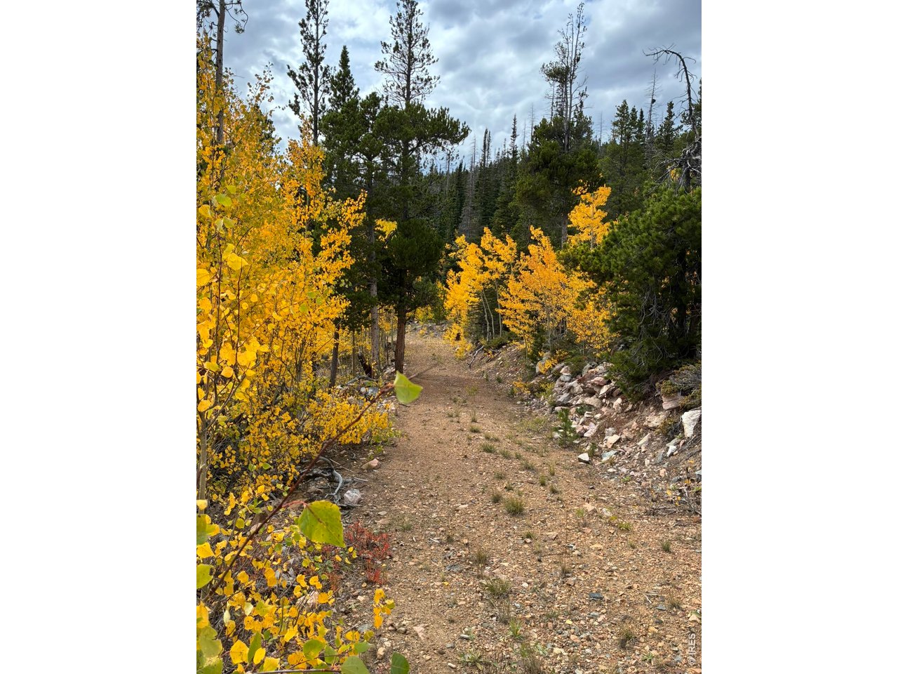 540 Elkridge Road Red Feather Lakes, CO 80545 - Photo 10 of 13
