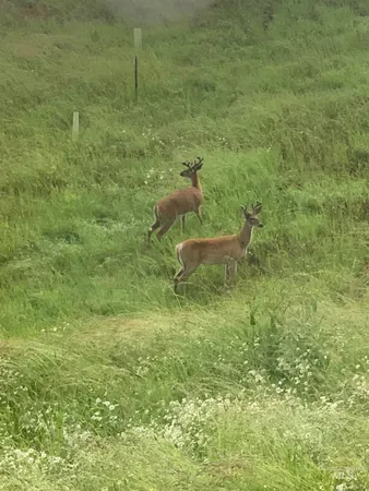 $139,000 | Tbd Tbd Shenandoah First Street, Kamiah, ID 83536