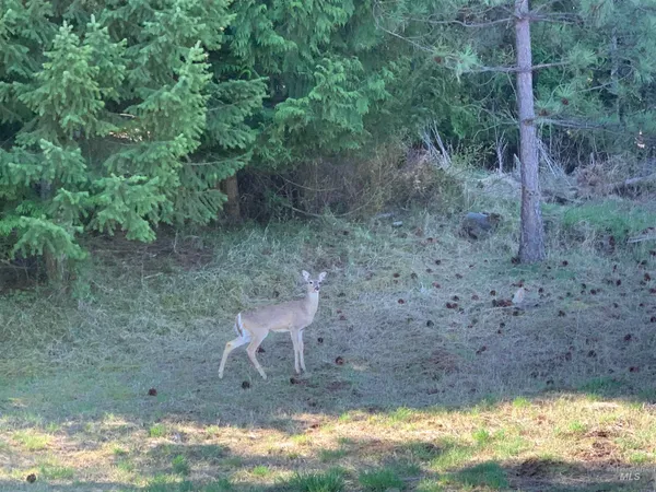 $139,000 | Tbd Tbd Shenandoah First Street, Kamiah, ID 83536