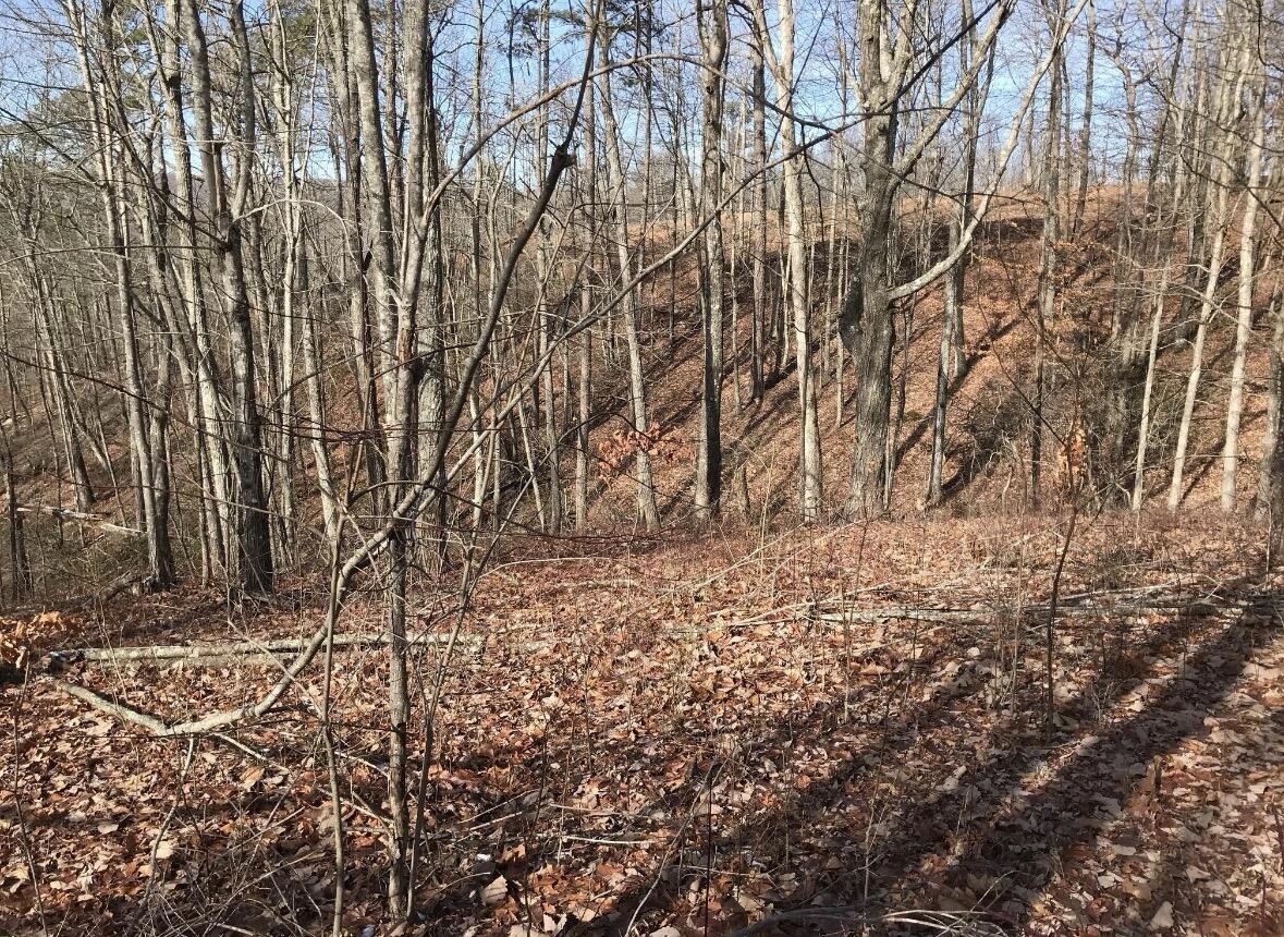 0 Chestnut Oak Drive Dunlap, TN 37327 - Photo 13 of 24 a view of a yard with trees