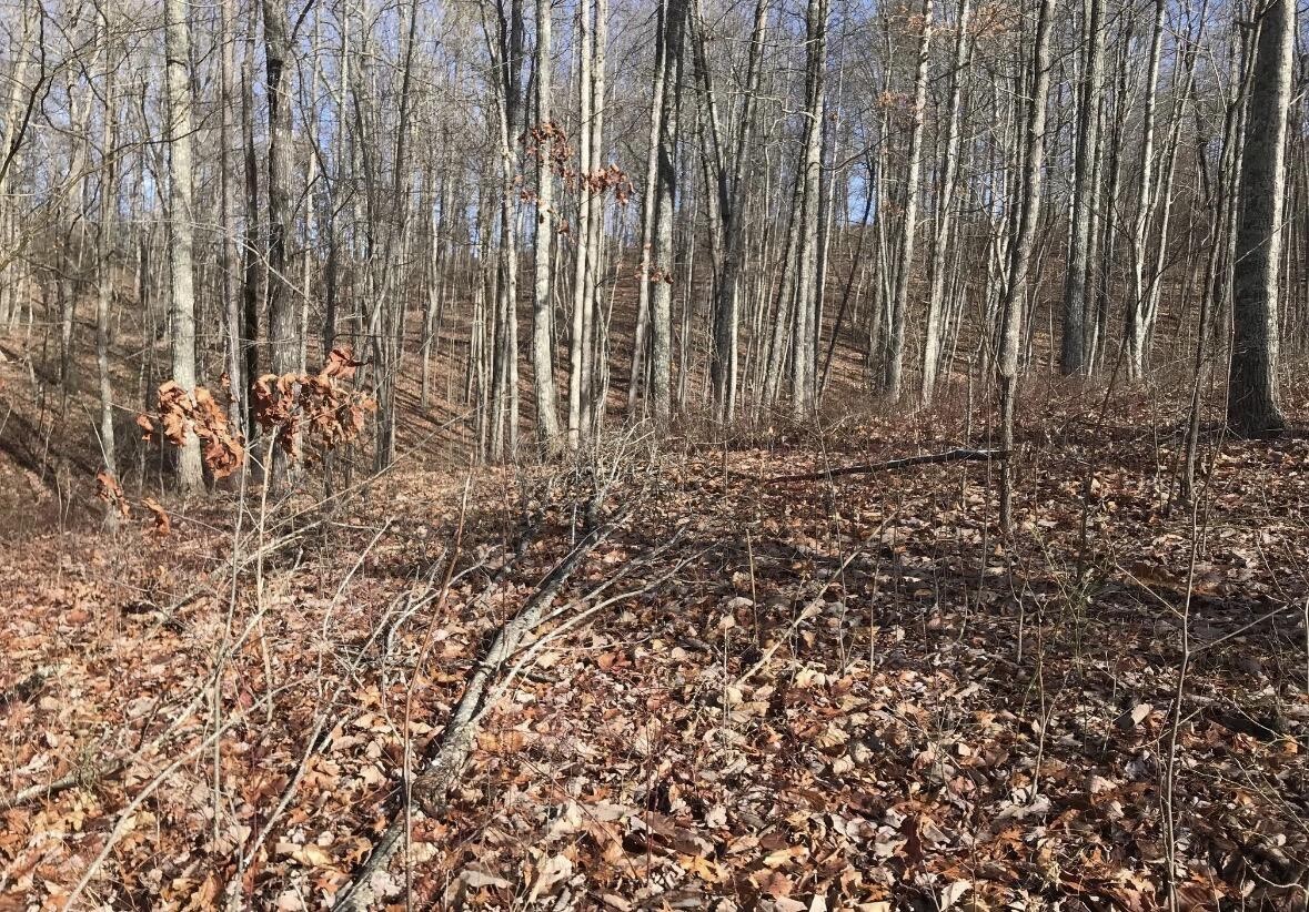 0 Chestnut Oak Drive Dunlap, TN 37327 - Photo 7 of 24 a view of wooden fence