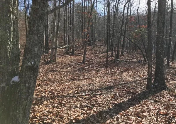 a view of a forest with trees in the background