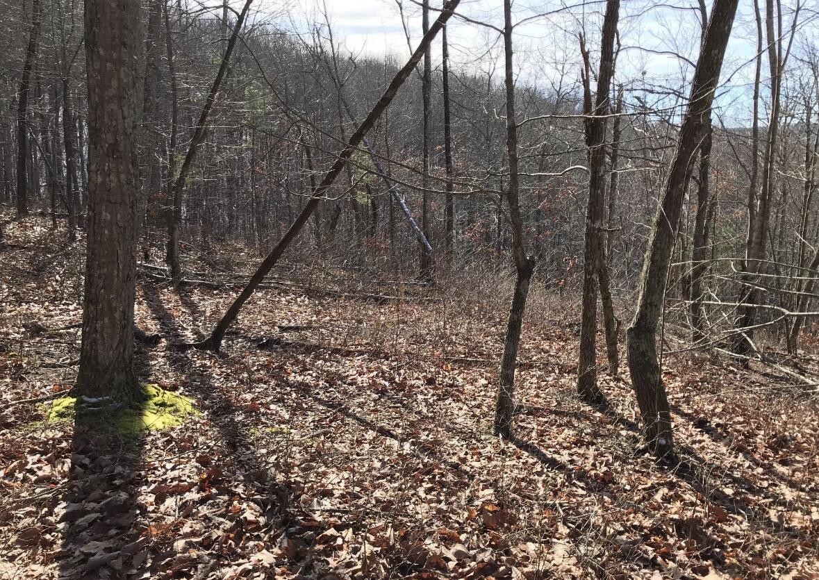 0 Chestnut Oak Drive Dunlap, TN 37327 - Photo 9 of 24 a backyard of a house with lots of green space