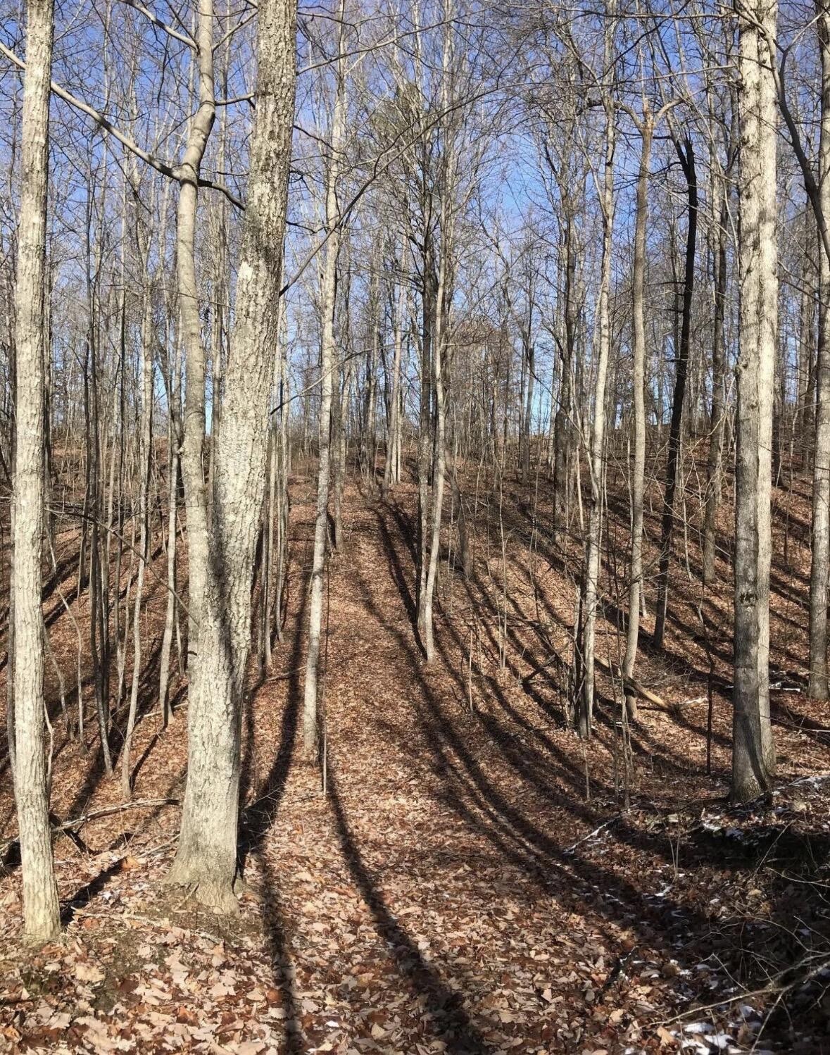 0 Chestnut Oak Drive Dunlap, TN 37327 - Photo 10 of 24 a view of a yard of the house