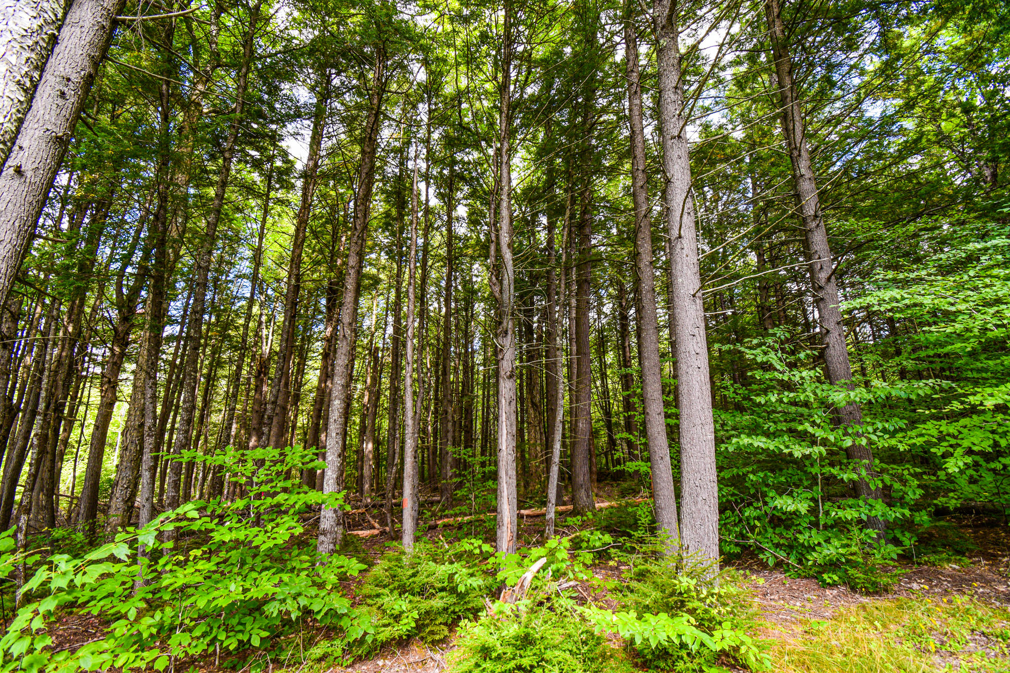 0 Old Ferry Road Hartland, ME 04943 - Photo 19 of 21 DSC_2525