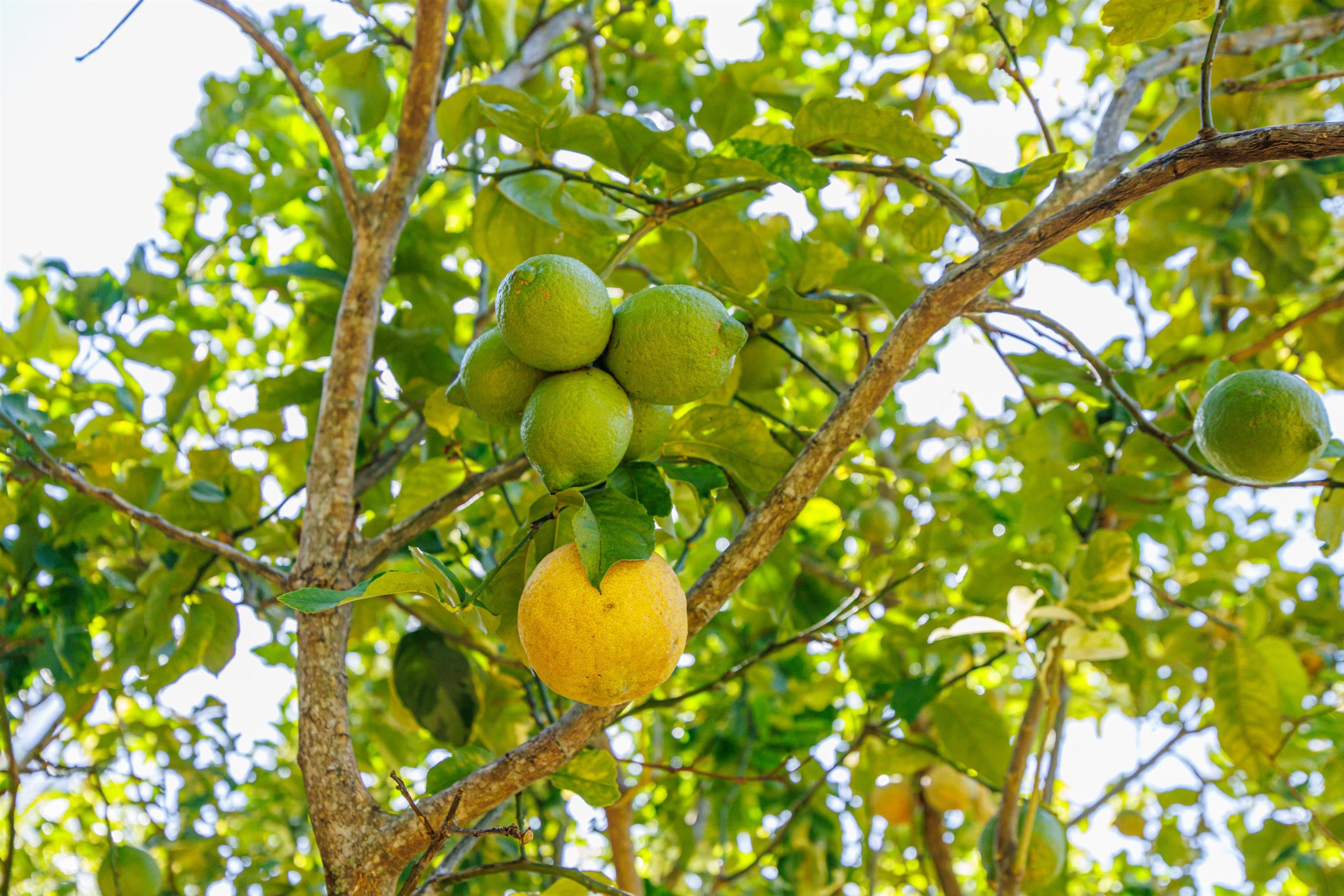 65 North Holokai Road Haiku, HI 96708 - Photo 45 of 50