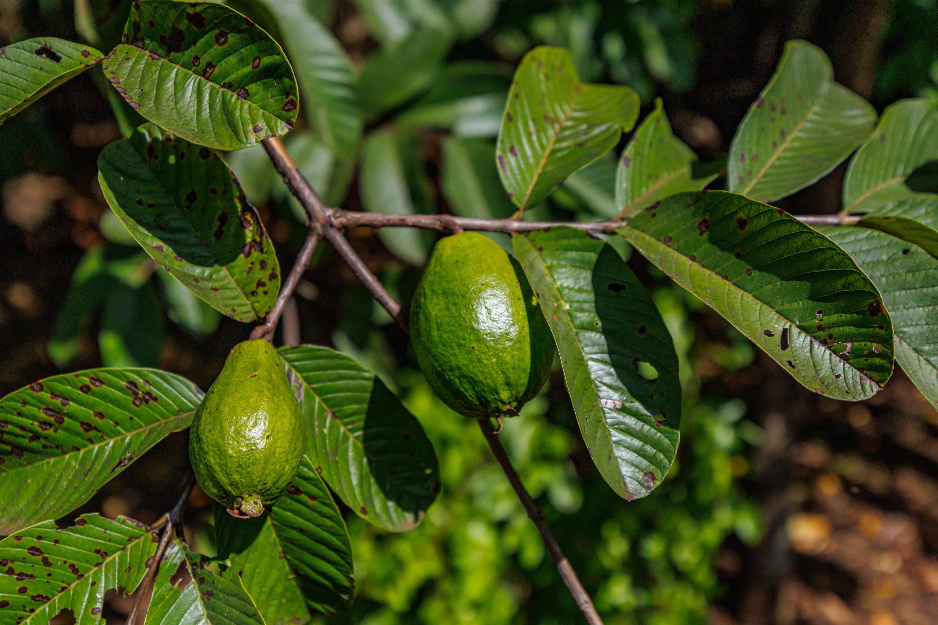 65 North Holokai Road Haiku, HI 96708 - Photo 47 of 50 a view of banana tree