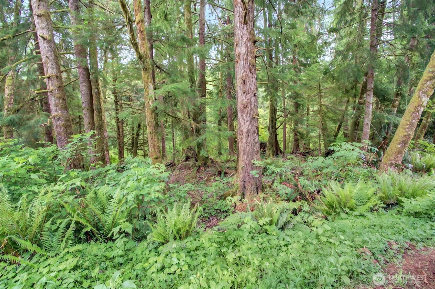 3 Parpala Road, Unit 3 Naselle, WA 98638 - Photo 3 of 20 Gallery Image 3