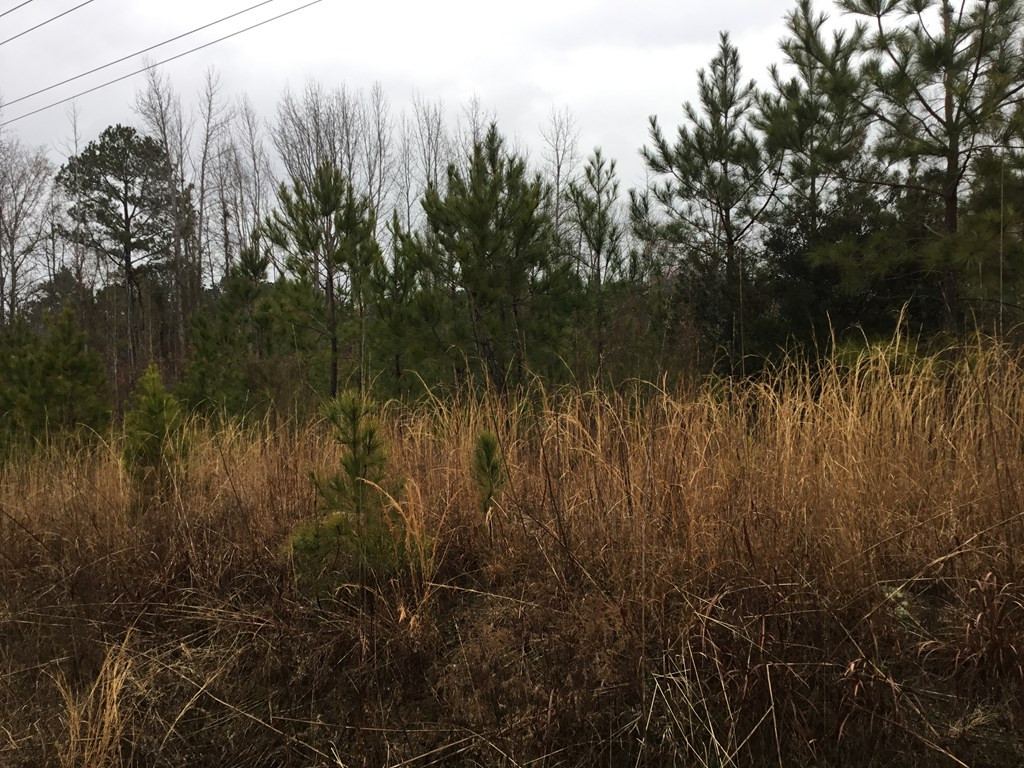 0 Cimmaron Road Rembert, SC 29128 - Photo 2 of 5