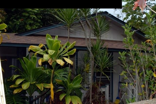1765 Haiku Road Haiku, HI 96708 - Photo 13 of 25 a view of a plant with a plant
