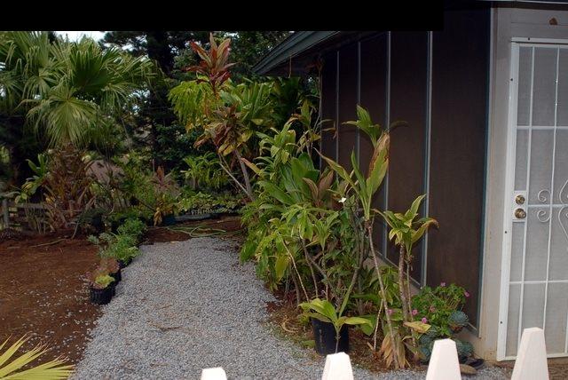 1765 Haiku Road Haiku, HI 96708 - Photo 3 of 25 a plant that is in a garden