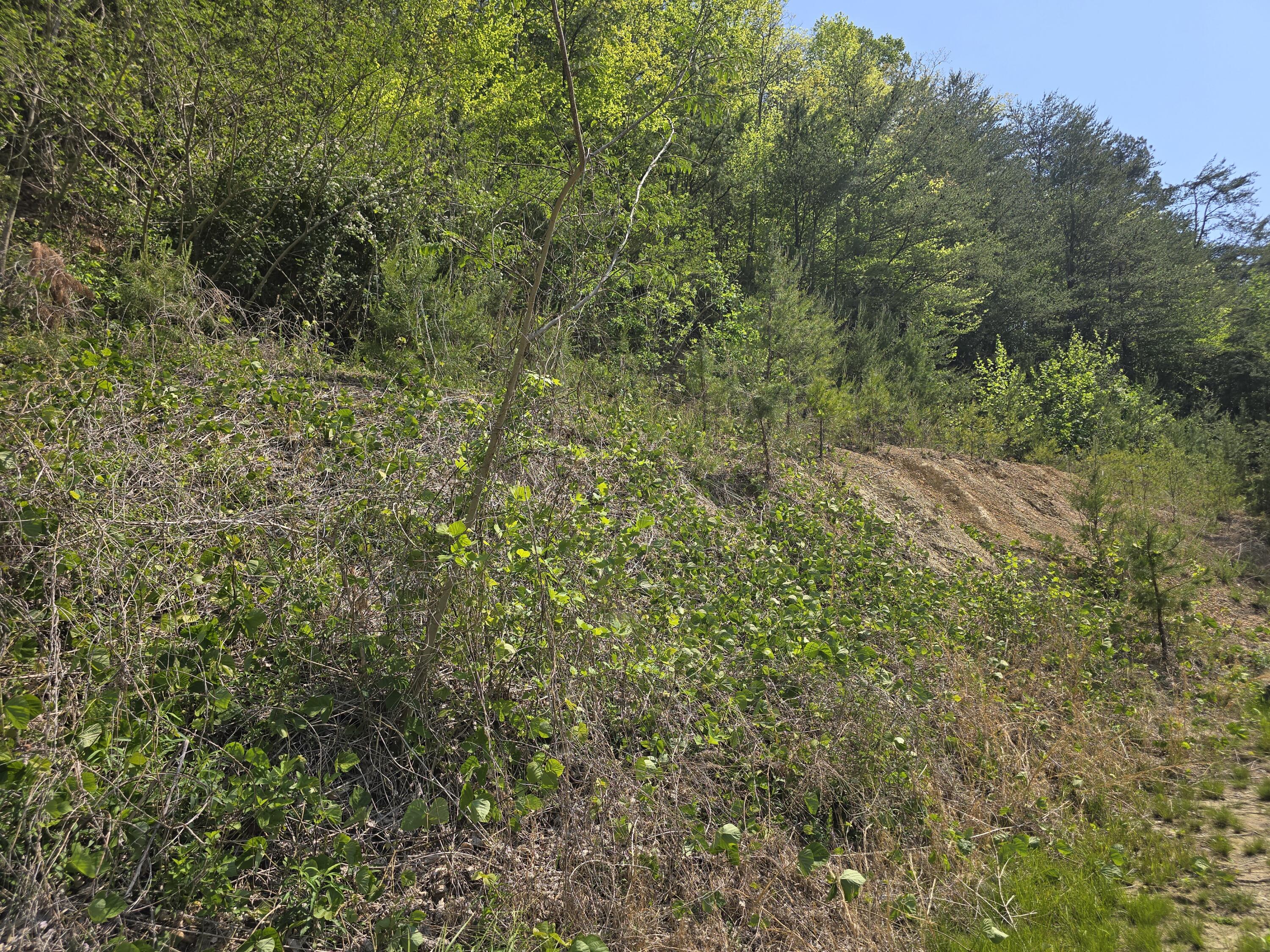 391 Rose Road Pineville, KY 40977 - Photo 23 of 32 20260424_113619
