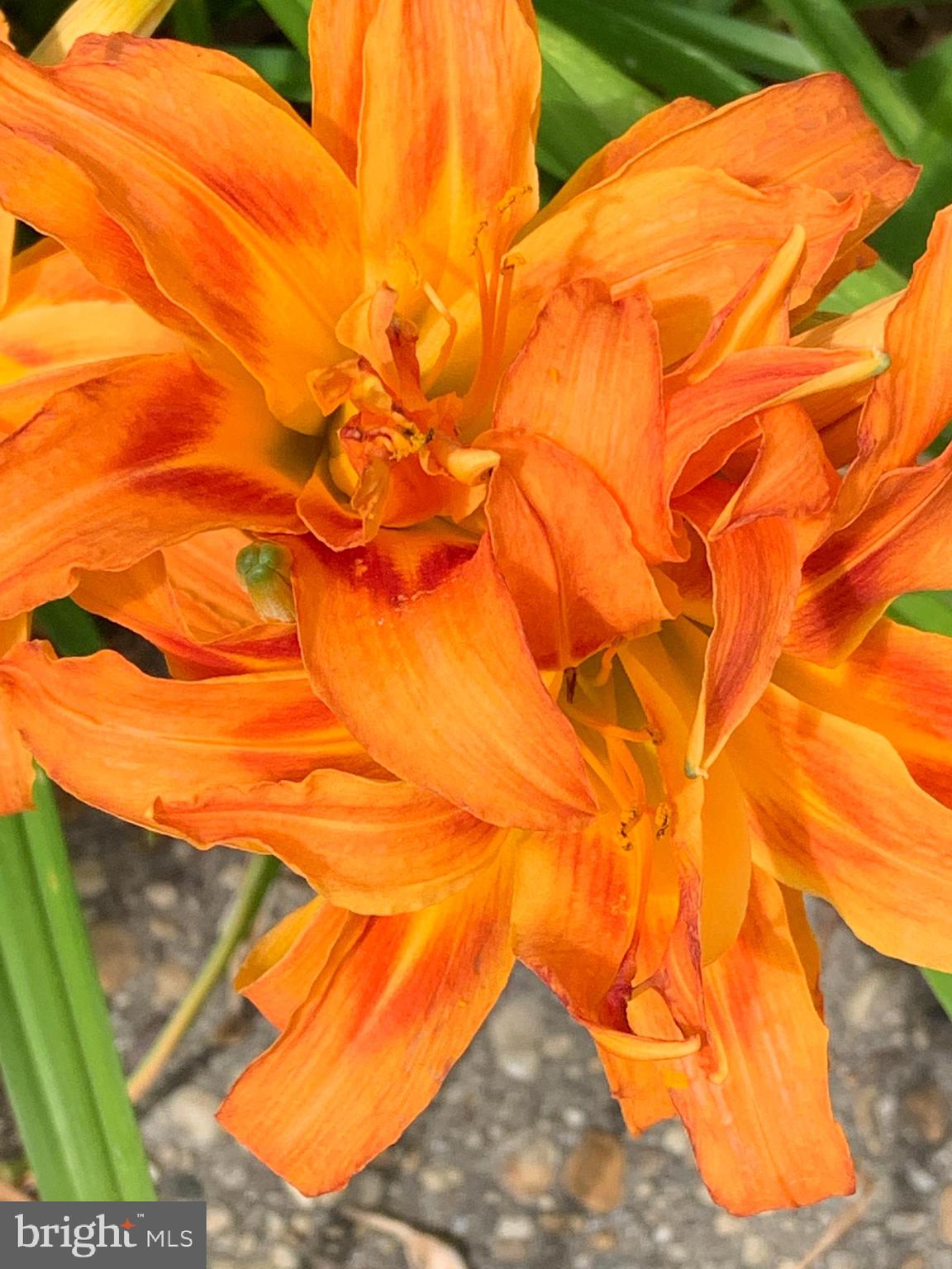 4720 Mawani Road Baltimore, MD 21206 - Photo 33 of 34 Beautiful Flowers in the Garden