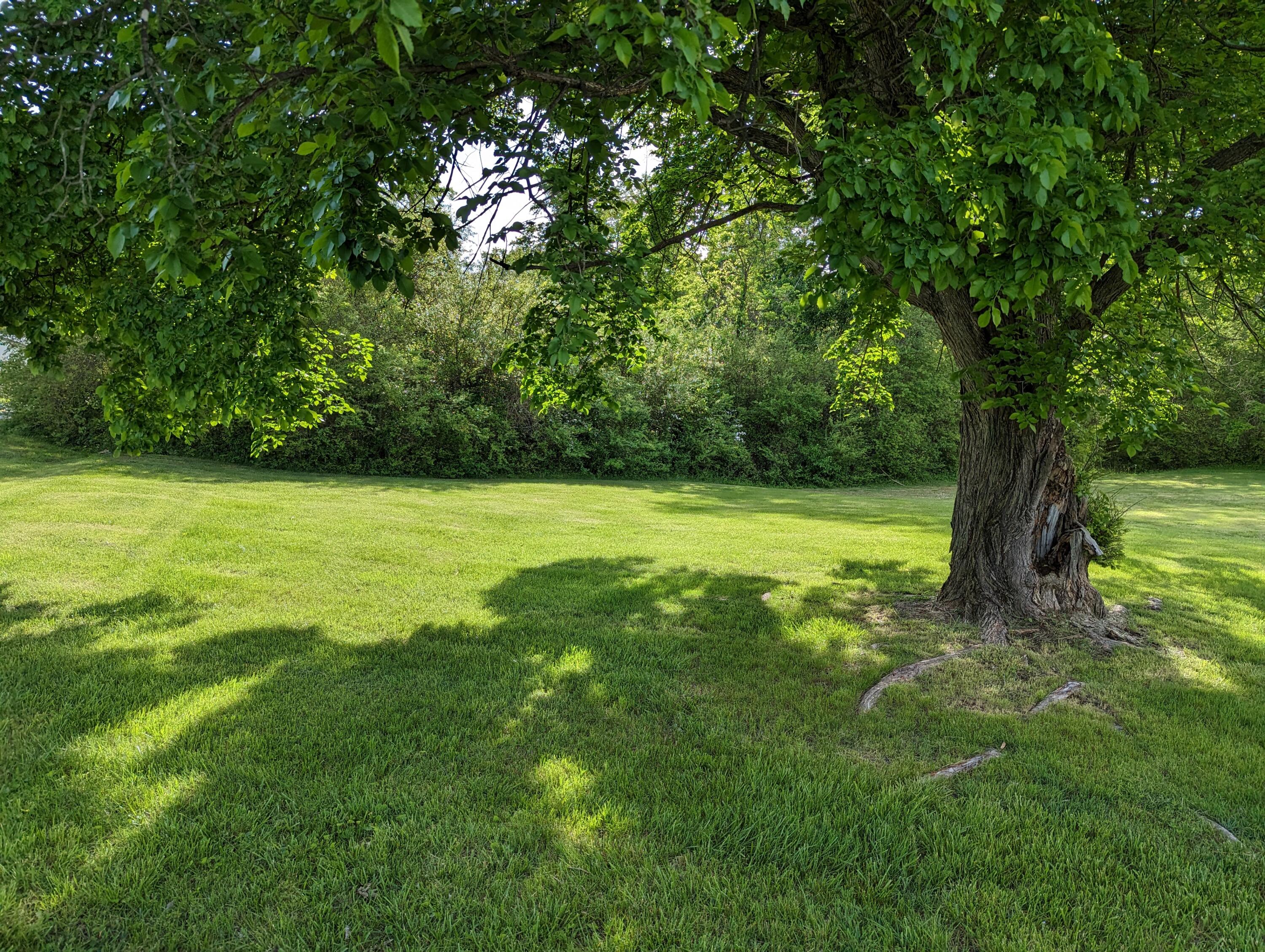 7214 6 Mile Post Road Rocky Mount, VA 24151 - Photo 36 of 45 a view of a trees with a yard