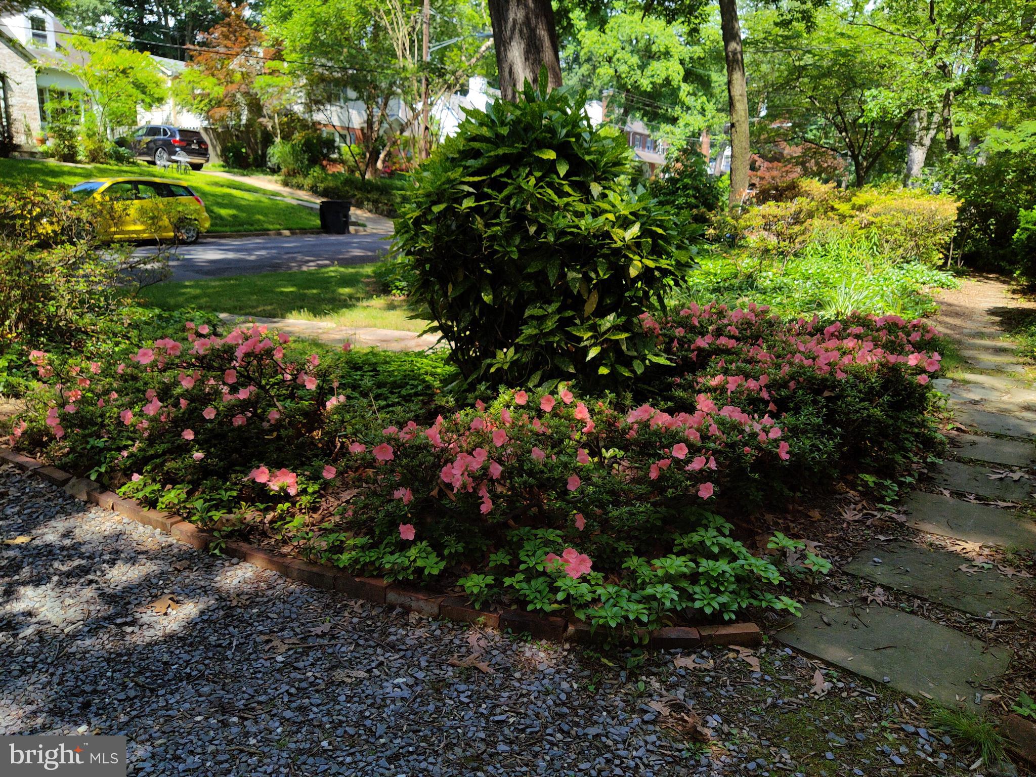 8907 Sudbury Road Silver Spring, MD 20901 - Photo 28 of 29 Azaleas in bloom