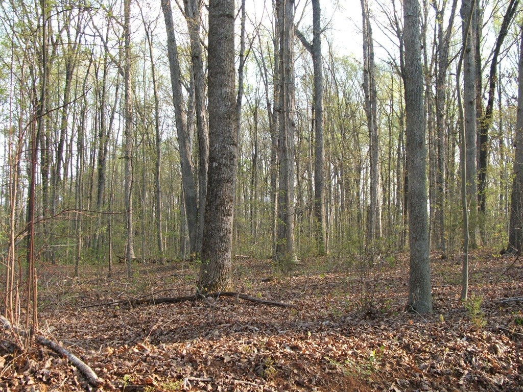 2600 Fearstown Road Randolph, VA 23962 - Photo 25 of 26 Gallery Image 25
