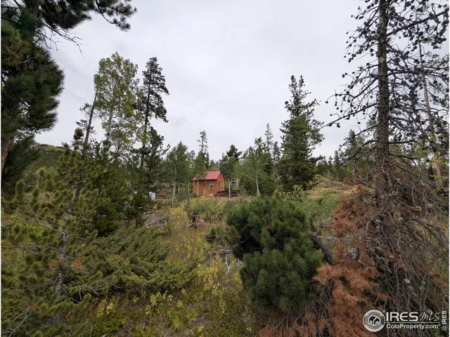 a view of a forest with a tree