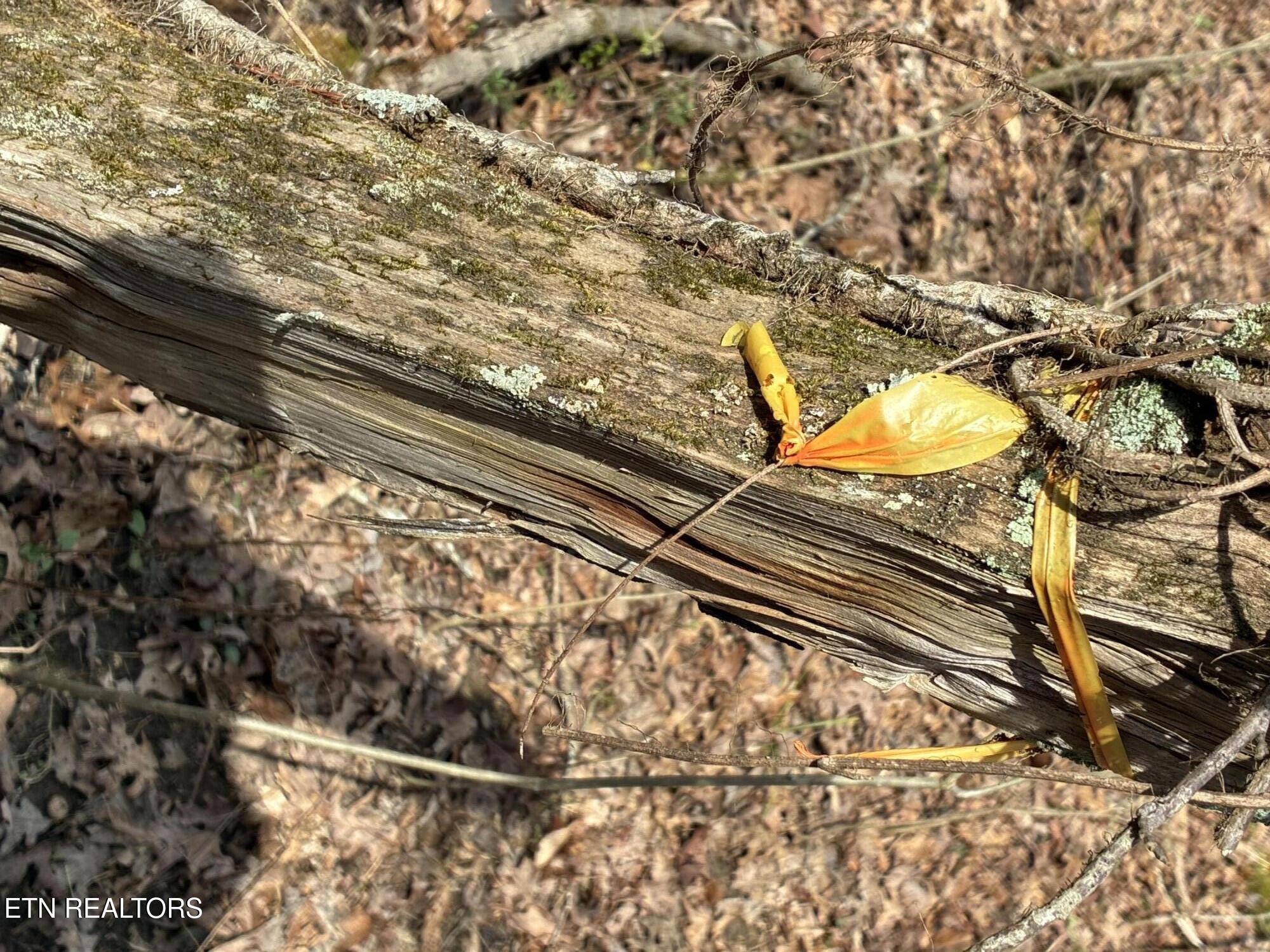 0 Alex Bales Road Kodak, TN 37764 - Photo 5 of 6 IMG_3045