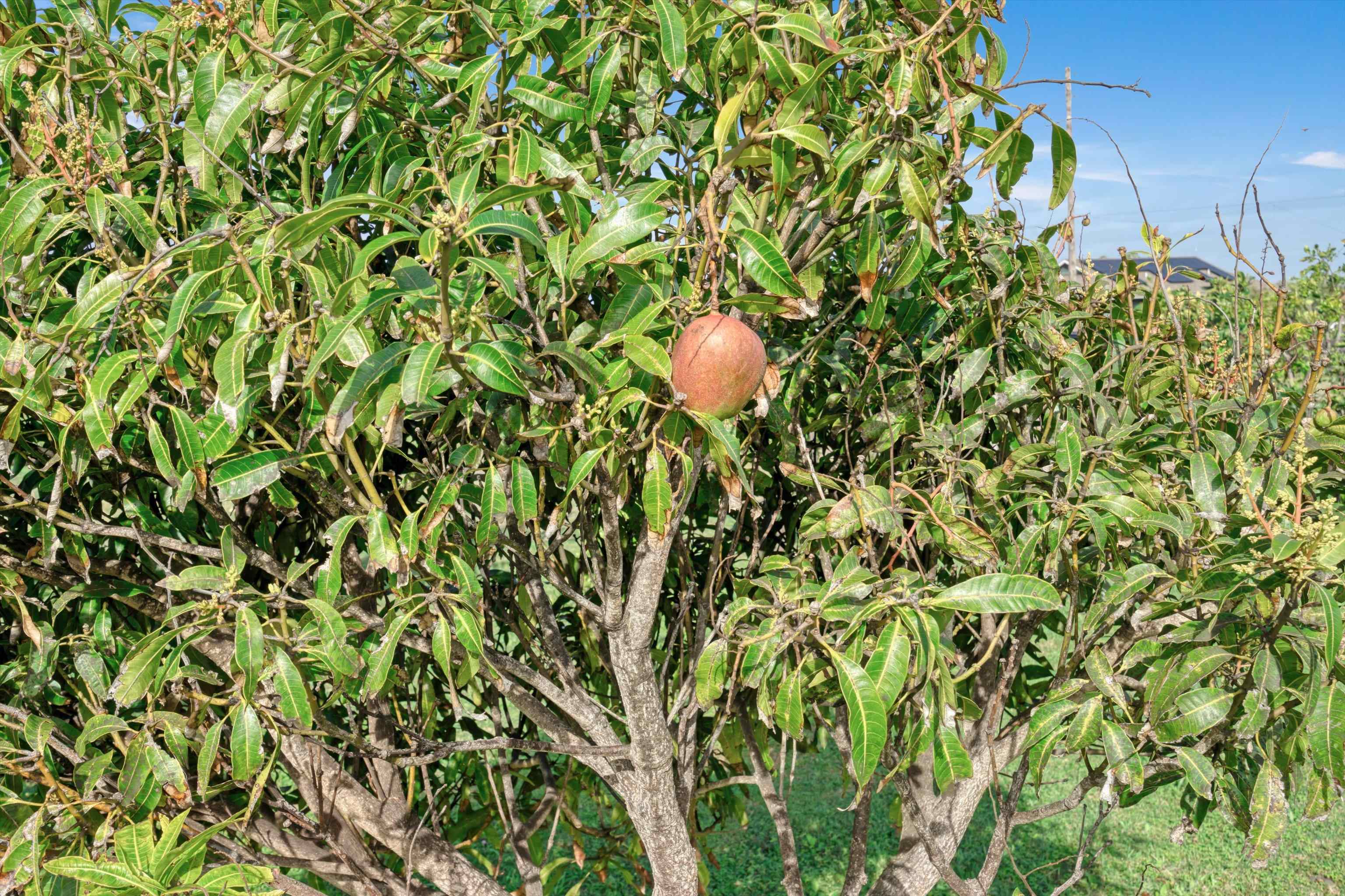 51 Kanoenoe Loop, Unit 19 Haiku, HI 96708 - Photo 46 of 50