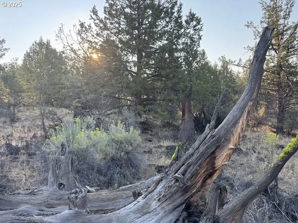 a view of a forest from balcony